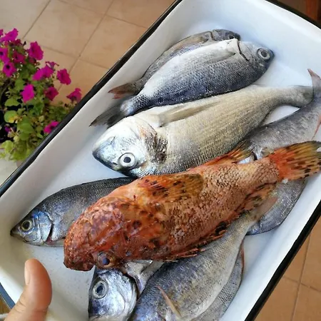 Natali * Jelsa (Hvar)